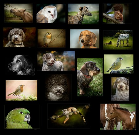 Retratos de tus mascotas